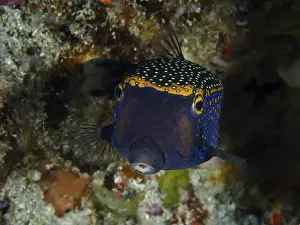 Boxfish Prints: A colourful white tufted boxfish (Ostracion meleagris) with a blue and yellow dotted pattern