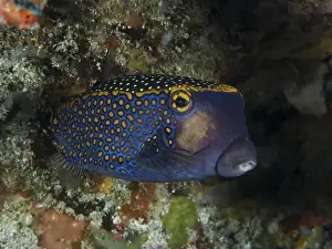 Percomorphaceae Prints: A colourful white tufted boxfish (Ostracion meleagris) shows its yellow pattern in front of a coral reef