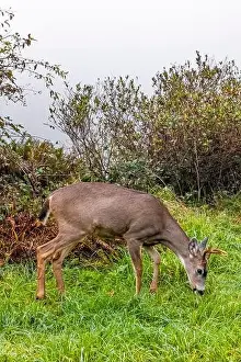 Mule Deer Prints: Columbian Black-tailed Deer, Odocoileus hemionus ssp