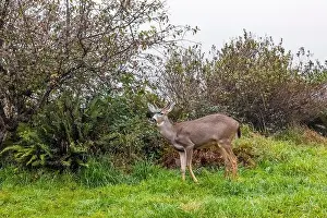 Mule Deer Prints: Columbian Black-tailed Deer, Odocoileus hemionus ssp