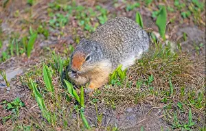 Tundra Prints: A Columbian ground squirrel chewing on Food in the Tundra at Logan Pass in Glacier National Park in Montana