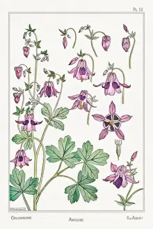 Thistle Prints: Columbine. Botanical art illustrated by Maurice Pillard Verneuil (1896)