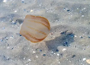 Galveston Prints: The comb jelly (Beroe cucumis) found in shallow water of Galveston Bay, Texas, USA