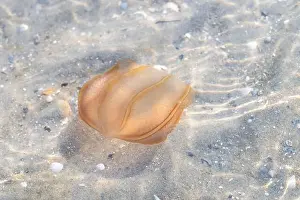 Galveston Prints: The comb jelly (Beroe cucumis) found in shallow water of Galveston Bay, Texas, USA