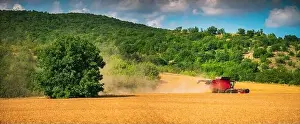 Grains Prints: Combine harvester agriculture machine harvesting golden ripe wheat field