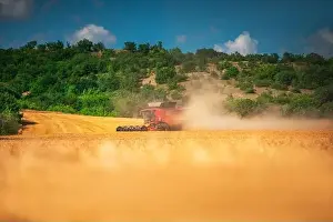 Combine harvester agriculture machine harvesting golden ripe wheat field