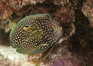Face To Face Prints: Comet or marine betta (Calloplesiops altivelis) swimming over corals of Bali, Indonesia