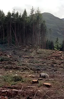 Pulp Prints: Commercial foresting the Highlands of Scotland