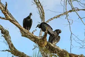 Central American Prints: A committee of Black Vultures (Coragyps atratus) resting in a tree in Corcovado National Park