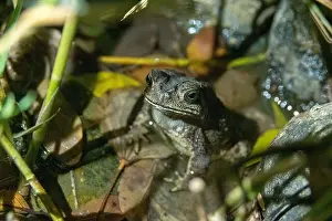 Nocturnal Prints: Common Asian Toad (Duttaphrynus melanostictus) 黑眶蟾蜍