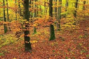 Atmospheres Prints: common beech (Fagus sylvatica), beech wood in autumn, Switzerland
