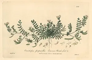 Oxford Prints: Common bird's foot, Ornithopus perpusillus