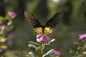 Larva Prints: Common Birdwing, Troides helena, Papilionidae : Swallowtails, Gumti, Tripura, India