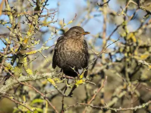 Thrush Prints: Common Blackbird(Turdus merula) peched on a branch