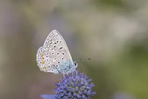 Insecticide Prints: Common Blue - Polyommatus icarus - on Eryngium palmatum - Palm-leaved Manakin