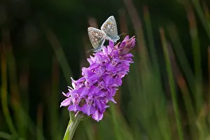 Mating Prints: Common Blue Polyommatus icarus Mating on Marsh orchid
