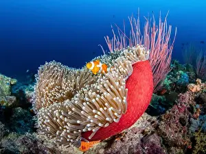 Two Animals Prints: A common clownfish in sea anemone, Solomon Islands