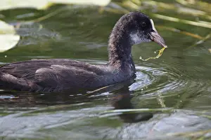 Rallidae Prints: Лысуха. Common Coot (Fulica atra)