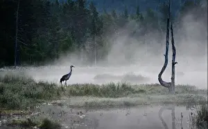 Pine Tree Prints: Common crane (Grus grus) in morning mist at lake in Telemark, Norway