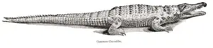 Crocodile Prints: common crocodile