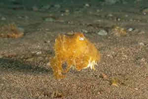 Calamari Prints: Common Cuttlefish in the Sea of the Philippines