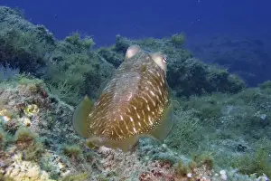 Canaries Prints: Common cuttlefish (Sepia officinalis) with green surroundings in the underwater world