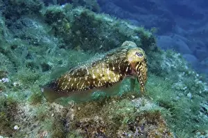The Canaries Prints: Common cuttlefish (Sepia officinalis) swimming over an algae-covered seabed