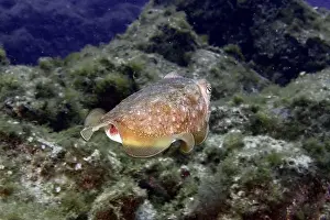 Marine Animal Prints: Common cuttlefish (Sepia officinalis) swimming in a green underwater world with seaweed and marine plants