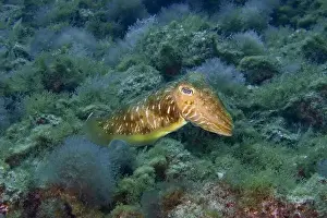 Marine Animal Prints: Common cuttlefish (Sepia officinalis) swimming through an underwater world with seaweed