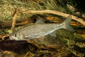 Osteichthyes Prints: Common Dace (Leuciscus leuciscus). Adult swimming under water. Germany