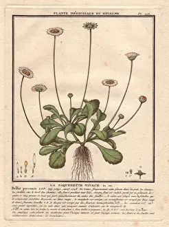Common daisy (Bellis perennis)