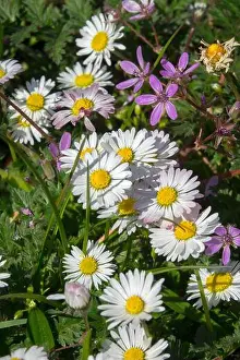 Grows Prints: Common Daisy Lawn Daisy Bellis perennis White Daises Nice Lawn Weeds Small Flowers Grassy Lawn White Pink Erodium