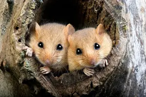 Common Dormouse, muscardinus avellanarius, Pair at Nest Entrance, Normandy