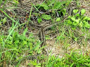 Viper Prints: Common European adder, vipera berus