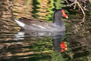 Santa Clara County Prints: Common Gallinule adult swimming in the marsh