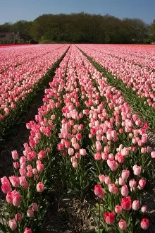 Tulip Prints: common garden tulip (Tulipa gesneriana), blooming tulip field, Netherlands