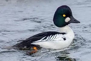 Common Goldeneye Prints: A Common Goldeneye male in winter