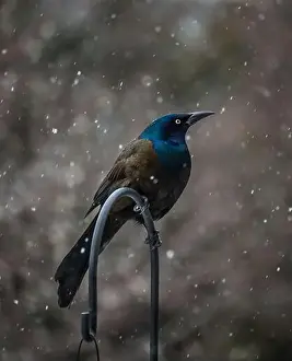 Irridescent Prints: Common grackle bird perched on metal hook on a snowy day