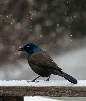 Snowing Prints: Common grackle bird standing on railing on a snowy day