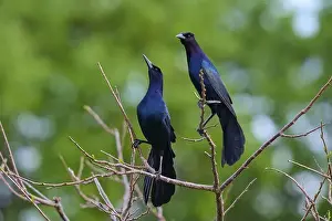 Natural Environments Prints: Common Grackle (Quiscalus quiscula)