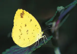 Nature Conservation Prints: Common Grass Yellow Butterfly Eurema Hecabe Phoebus