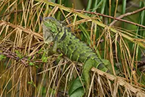 Lepidosauria Prints: Common Green iguana (Iguana iguana)