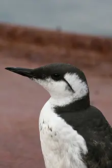 North Sea Prints: common guillemot (Uria aalge), portrait, Germany, Heligoland