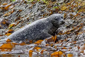 Skye Prints: Common harbor seal Phoca vitulina