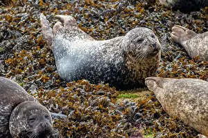 Skye Prints: Common harbor seals Phoca vitulina