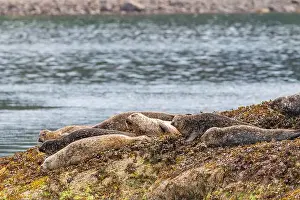 Skye Prints: Common harbor seals, Phoca vitulina