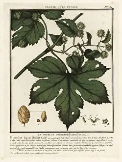 Herbal Medicine Prints: Common hops, le houblon grimpant (femelle)