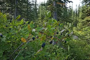 Health Food Prints: Common huckleberry (Vaccinium membranaceum) in summer