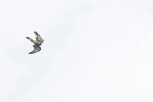 Suffolk Prints: Common kestrel Falco tinnunculus