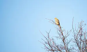 Vulture Prints: Common kestrel sitting on a tree